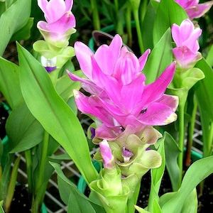 Peut inclure: Gros plan sur des tulipes de Siam roses vives en pleine floraison. Les fleurs ont des pétales superposés et sont entourées de grandes feuilles vertes. L'image met en valeur la beauté naturelle de la plante.
