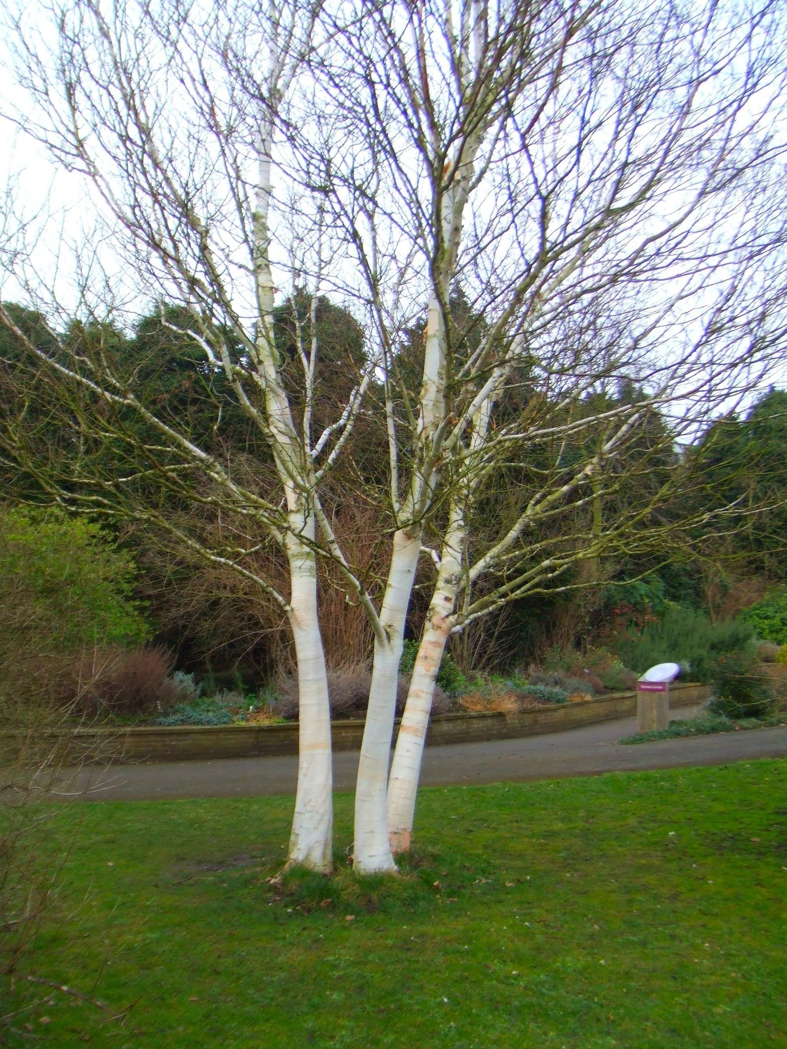 300 Betula utilis Seeds Himalayan birch Tree Seeds Bhoj Etsy