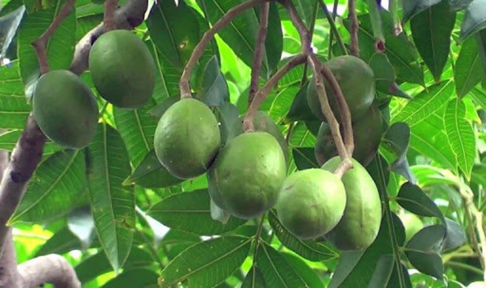 20 Spondias Pinnata Samen, Wild Mango Tree Seeds, Indian hog plum