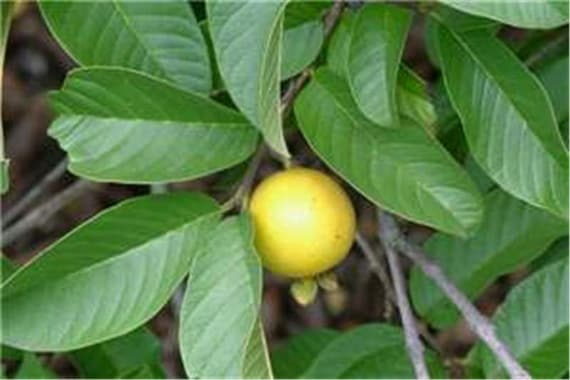 Semi di Guava - Psidium Guajava Rosso, Frutto Tropicale Perennemente Dolce e Profumato