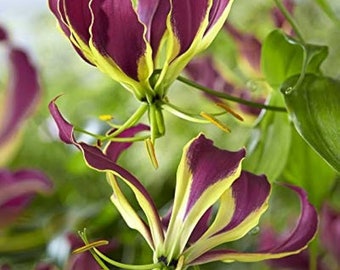 2  Gloriosa carsonii Rhizomes , Purple Flame lily,   Gloriosa Rhizomes,
