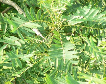 25  Indian olibanum Seeds, Indian frankincense  Seeds, Boswellia serrata Seeds