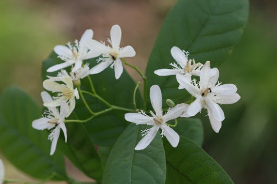 200 Wrightia Tinctoria Seeds, Sweet Indrajao, Pala Indigo Plant