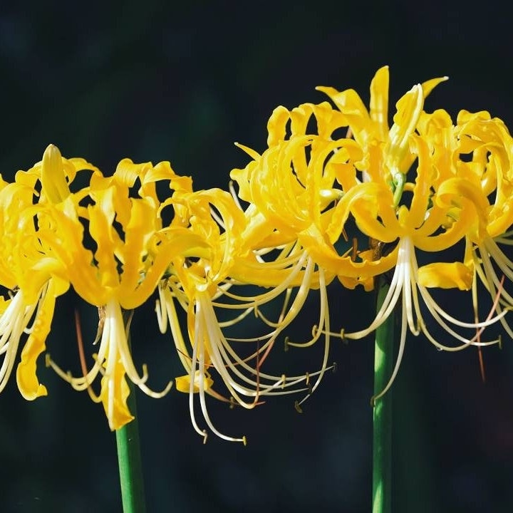 2, Golden Spider Lily Bulbs, Yellow Spider Lily Etsy UK