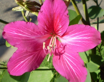 May include: A vibrant pink flower with white veins and a prominent yellow centre. The flower has five petals and is in full bloom.