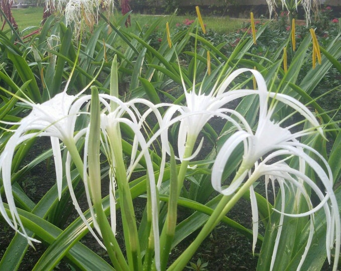 Featured listing image: 5  Hymenocallis littoralis Bulbs , Spider Lily  White Bulbs, With Phytosanitary certificate