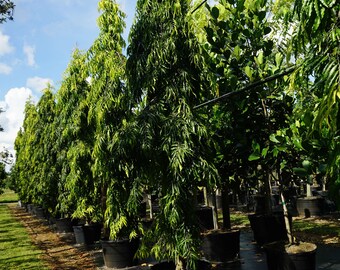 51 Top Ashoka tree cutting design Trend 2020