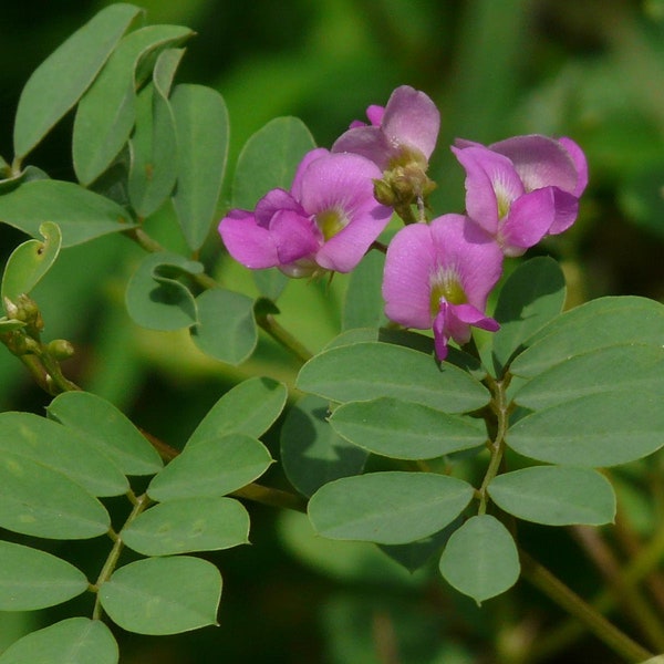 200 Tephrosia purpurea Seeds, Common Tephrosia Seeds , Wild Indigo Seeds , Purple Tephrosia  Seeds