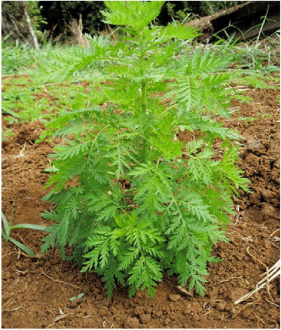 2000 Artemisia annua Seeds ,sweet wormwood Seeds , sweet annie Seeds ,  sweet sagewort Seeds, annual wormwood
