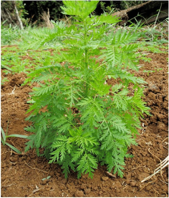 1KG Artemisia Annua Polvere Sweet Annie Wormwood Tea Sagewort - Foto 8