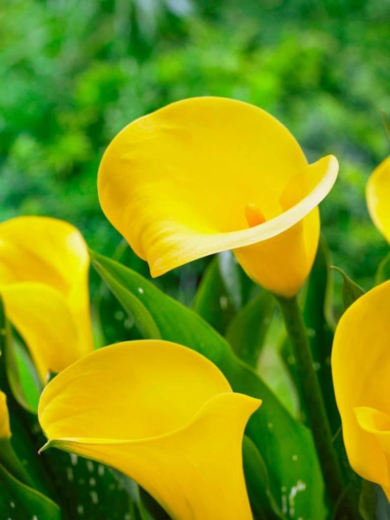 50 Zantedeschia aethiopica Seeds ,yellow Giant Calla Lily Seeds. Yellow calla Seeds image 2