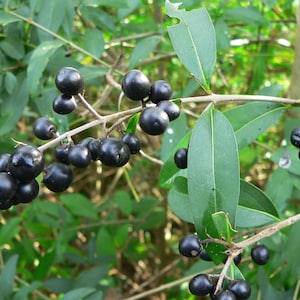 Puede incluir: Primer plano de una rama de un arbusto con bayas de color púrpura oscuro. Las bayas están agrupadas en la rama, que está rodeada de hojas verdes.