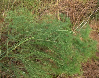 May include: A close-up of a green asparagus plant growing in a field. The plant has many thin stems and is surrounded by brown, dry grass.