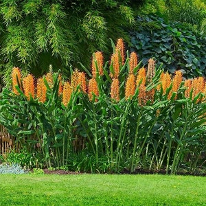 25 Hedychium gardnerianum Seeds , Kahili ginger Seeds , Kahila garland lily , ginger lily Seeds image 1