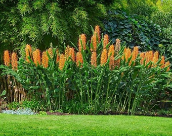 25 Hedychium gardnerianum Seeds , Kahili ginger Seeds , Kahila garland lily ,  ginger lily Seeds