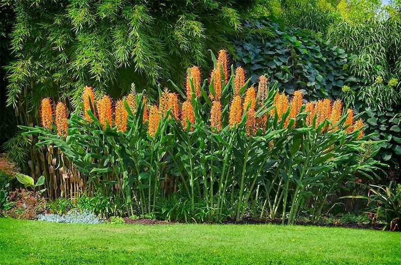 25 Hedychium gardnerianum Seeds , Kahili ginger Seeds , Kahila garland lily , ginger lily Seeds image 1