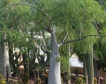 5 Moringa drouhardii Samen . Flasche Baum Samen, Stein Größe Samen