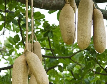 50 kigelia africana Seeds, sausage tree Seeds , Sausage tree Seeds,  African sausage tree Seeds, African sausage tree