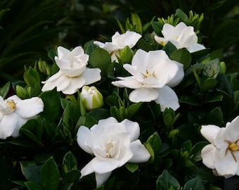 300 semillas de Gardenia Jasminoides, Jazmín del Cabo Fragante