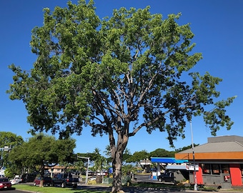 Può includere: Un grande albero verde con un tronco spesso e molti rami si erge davanti a un cielo blu. L'albero si trova al centro di una strada con auto parcheggiate su entrambi i lati.