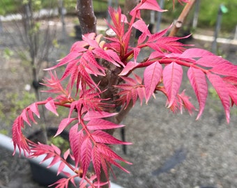 500 Toona Sinensis-zaden, Chinese mahonieboom