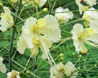 20 Caesalpinia pulcherrima alba. White Caesalpinia Flower,White Pride of Barbados