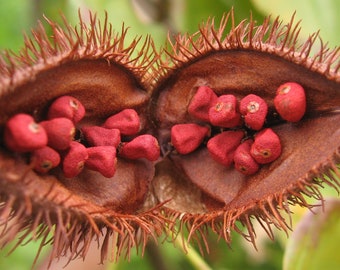 Peut inclure: Gros plan d'une gousse de graines épineuse brun rougeâtre avec des graines rouges vives à l'intérieur. La gousse est ouverte, révélant les graines.