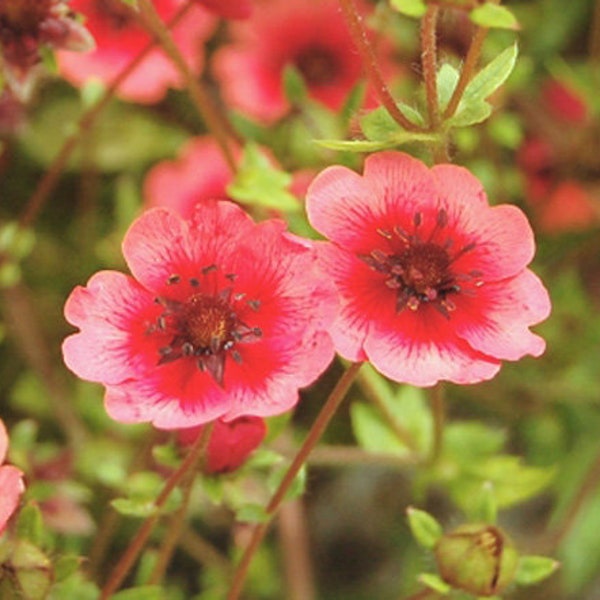 25 Potentilla nepalensis Seeds,  Nepal Cinquefoil Seeds , Crimson Cinquefoil Seeds