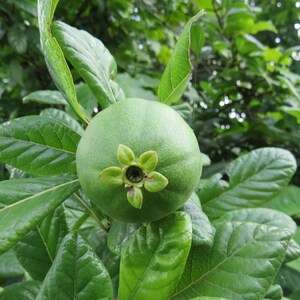 50 Catunaregam spinosa Seeds, Mountain Pomegranate, Spiny Randia, False guava, Thorny Bone-apple, Common emetic nut image 2