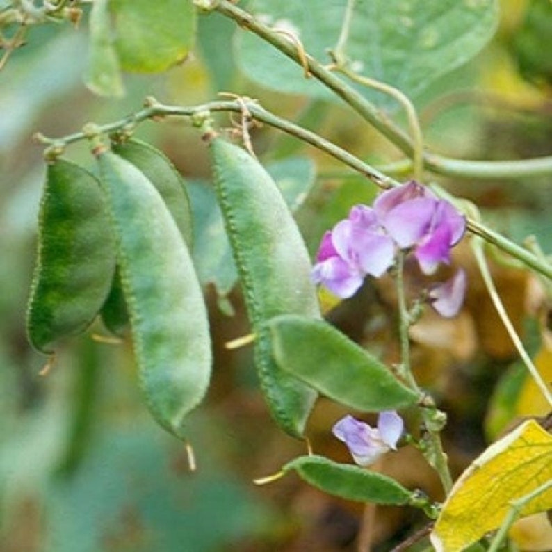 100 Dolichos lablab Seeds ,Hyacinth bean Seeds, Egyptian bean Seeds image 1