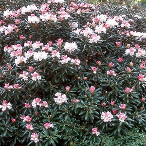 Rhododendron adamsii - Etsy.de