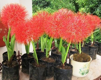 5 Blood lily Bulbs, Scadoxus multiflorus Bulbs,  Haemanthus multiflorus Bulbs, With Phytosanitary certificate