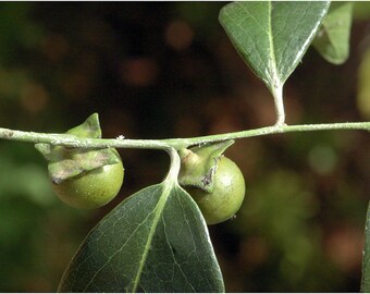 100 Diospyros ebenum Seeds India Ebony Tree Seeds Ceylon Ebony Seeds 100 Diospyros ebenum Seeds India Ebony Tree Seeds Ceylon Ebony Seeds