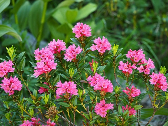 50 Alpenrose Seeds, Rhododendron Ferrugineum, Snow-rose - Etsy Israel