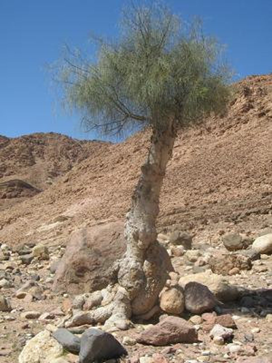 モリンガ ペレグナの種子 50 個、モリンガ ペレグリナの種子、 - Etsy 日本