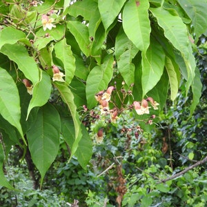 200 Stereospermum suaveolens Seeds, Patala Tree Seeds image 1