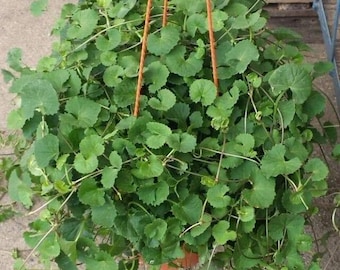 1000 Gotu Kola Seeds, Indian Pennywort, Brahmi Seeds