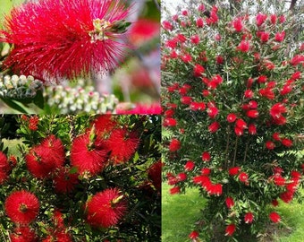 500 Callistemon citrinus Seeds , Crimson Bottle brush Seeds, Red Bottlebrush Seeds,