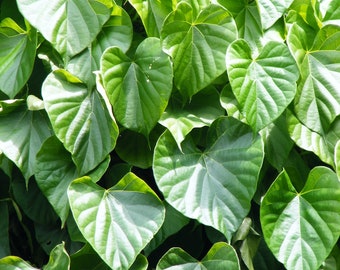 25 Tinospora Cordifolia Seeds, ,Heart leaved moonseed Seeds