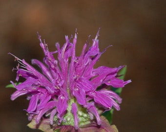 15 semillas de Monarda Didyma, té de Oswego de bálsamo azul