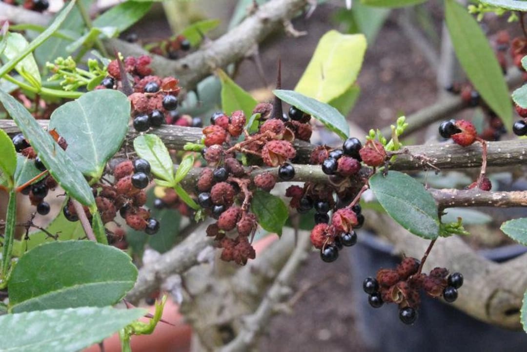 欄&空  輸入アジサイ 2種 200 Zanthoxylum Armatum Seeds, Winged Prickly Ash, Nepal