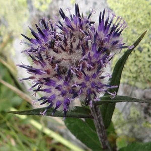 Puede incluir: Primer plano de una flor morada y blanca con textura peluda. La flor tiene muchos pétalos pequeños que están dispuestos en un patrón circular.