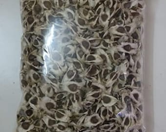 100 semillas de Moringa oleifera PKM2, semillas de árbol de baqueta