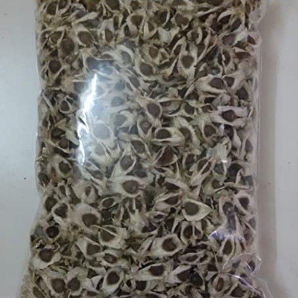 100 Moringa oleifera Seeds ,   ODC Moringa Seeds , Horseradish Tree, Seeds  Drumstick tree Seeds , Moringa oleifera Seeds ,