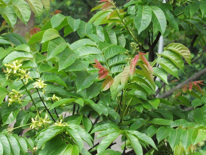 100 Chukrasia tabellarisch Samen, Chittagong Holz, indische Redwood Samen Bild 2