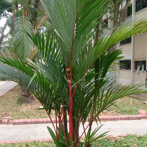 20 キルトスタキス レンダ種子、レッド シーリング ワックス パーム、リップスティック パーム種子