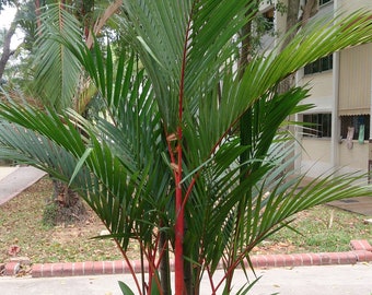 20 Cyrtostachys renda  Seeds, Red sealing wax palm , lipstick palm Seeds