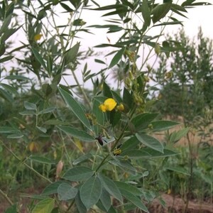 200 Cajanus Cajan Seeds, gungo pea Seeds, Pigeon pea Seeds image 3