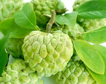 25 semillas de Annona squamosa / semillas de anona / semillas de chirimoya para plantar