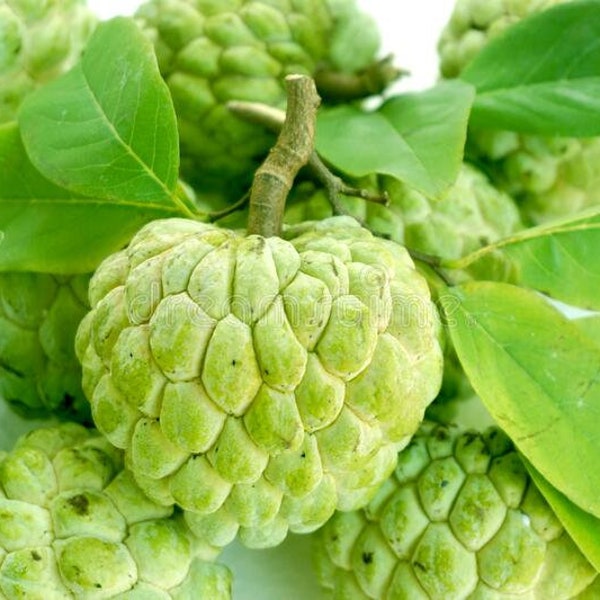 200 Sugar Apple Seeds , Annona Squamosa Fruchtsamen